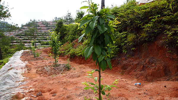 Village renewal began with new crops