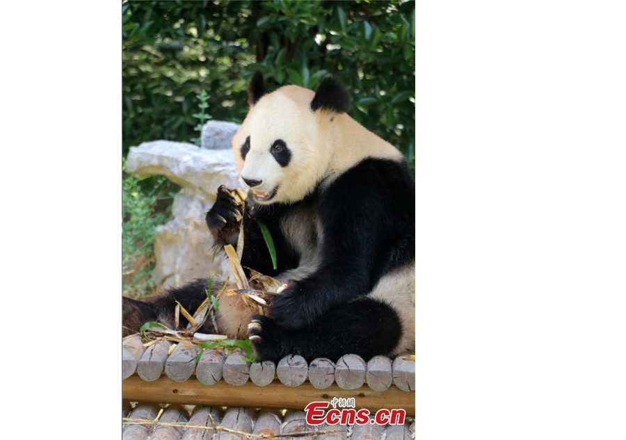 Giant panda enjoys <EM>zongzi</EM> at zoo in Yangzhou