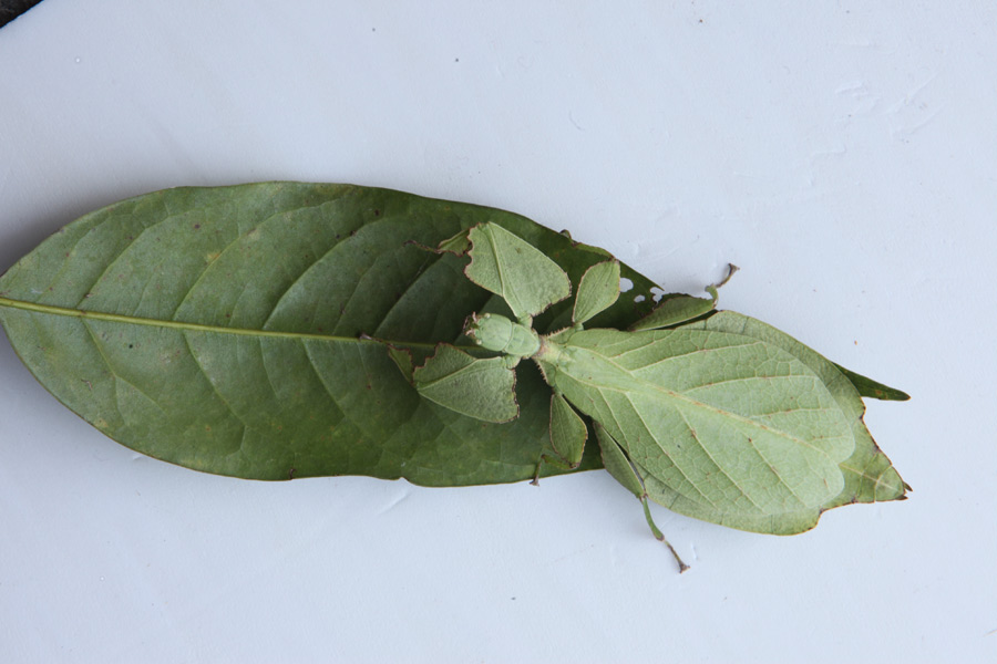 Rare Yunnan insect looks like a 'leaf' that can walk