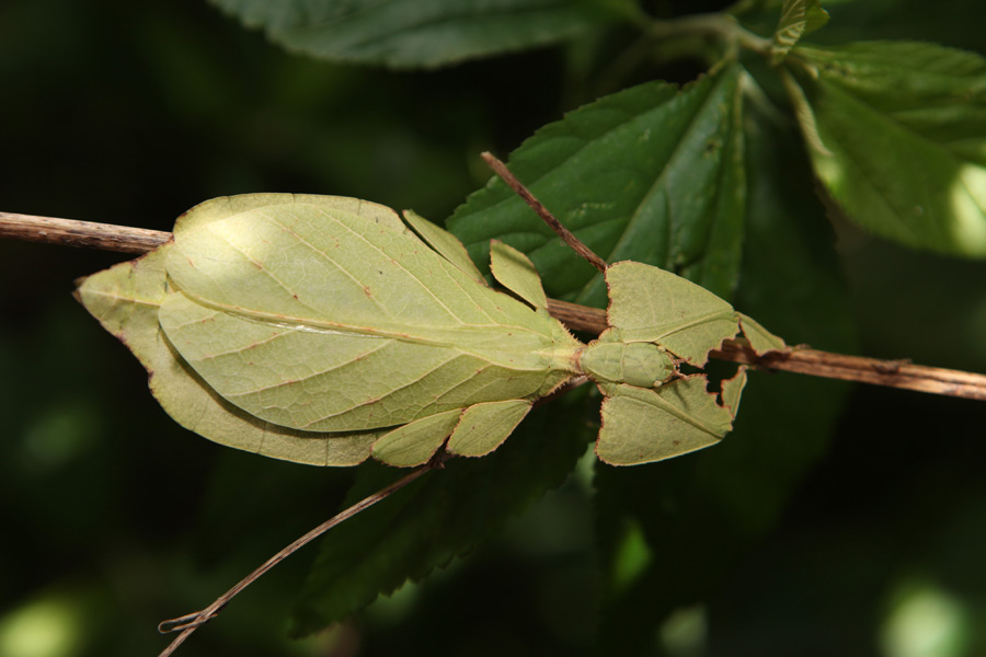 Rare Yunnan insect looks like a 'leaf' that can walk