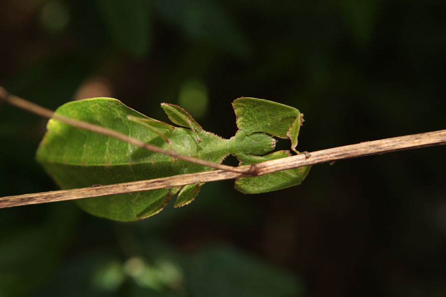 Rare Yunnan insect looks like a 'leaf' that can walk