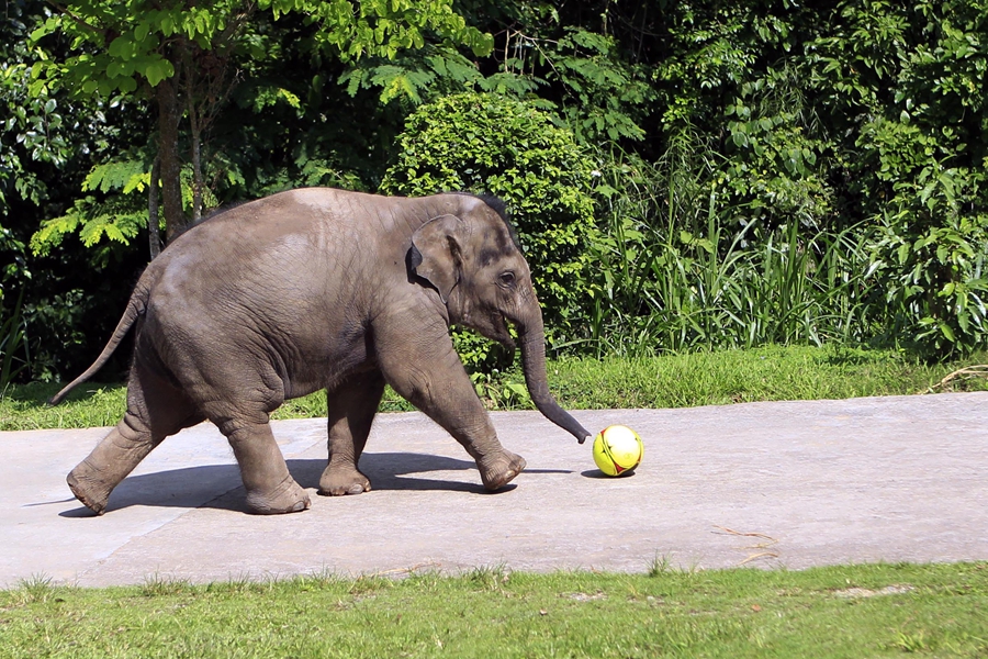 Baby Asian elephant train for release into the wild