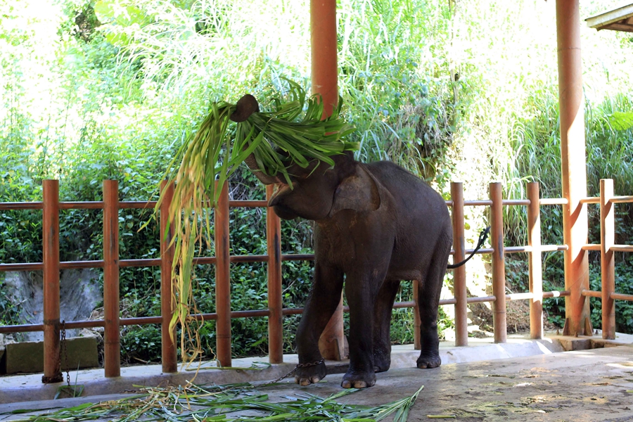 Baby Asian elephant train for release into the wild