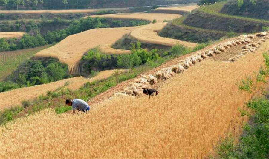 Harvest time for wheat reapers in Shanxi