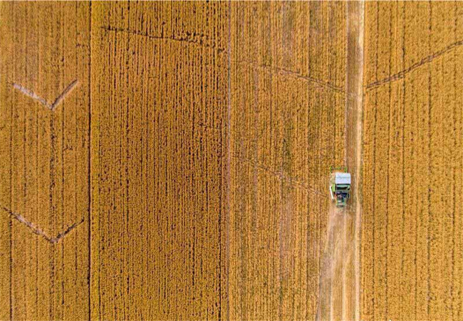 Harvest time for wheat reapers in Shanxi