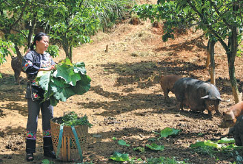Pig farming fattens up family's income