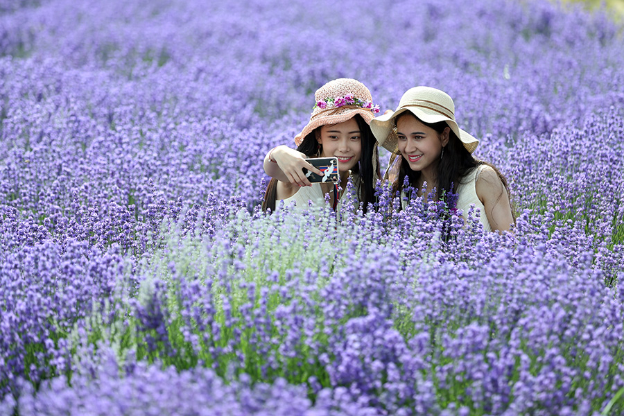 Lavenders bloom at Xinjiang's tourism festival