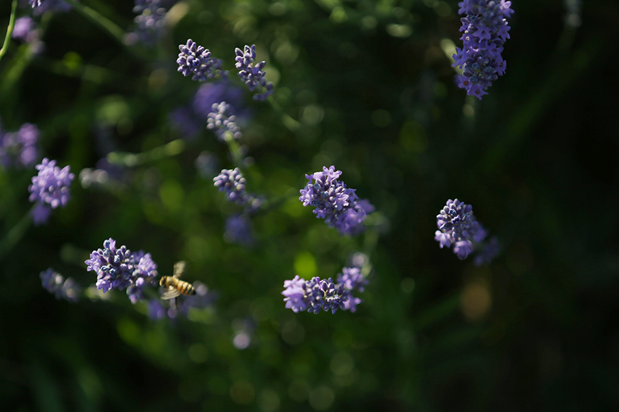 Lavenders bloom at Xinjiang's tourism festival