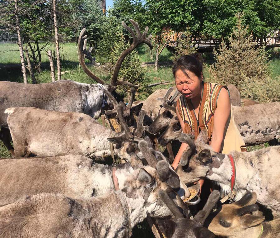 Chinese herdsmen find prosperity from reindeer tourism
