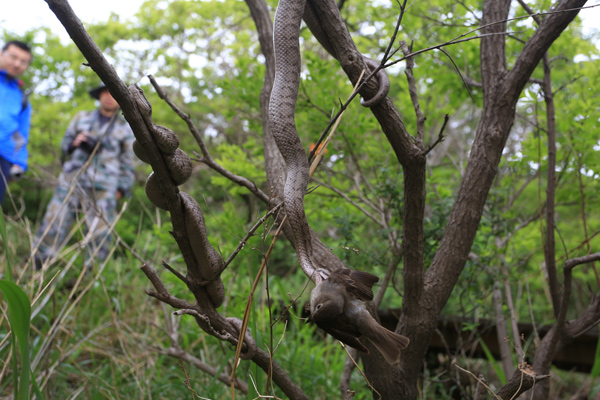 Researcher spends 16 years studying snake[1]