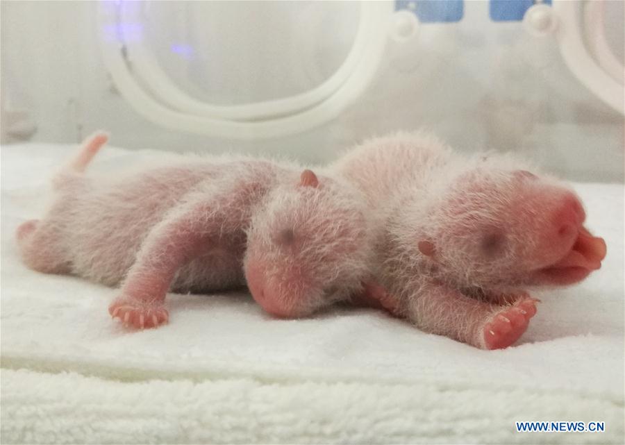 Three panda cubs born in Shaanxi province