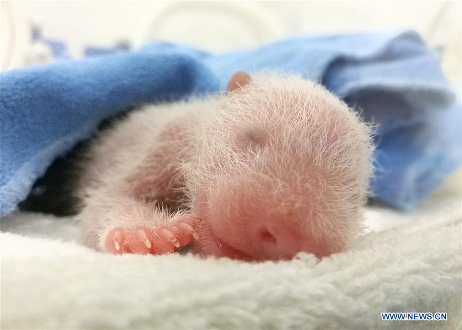 Three panda cubs born in Shaanxi province