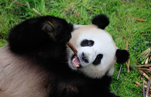Panda pair heading to Zoo Berlin in 15-year agreement on conservation