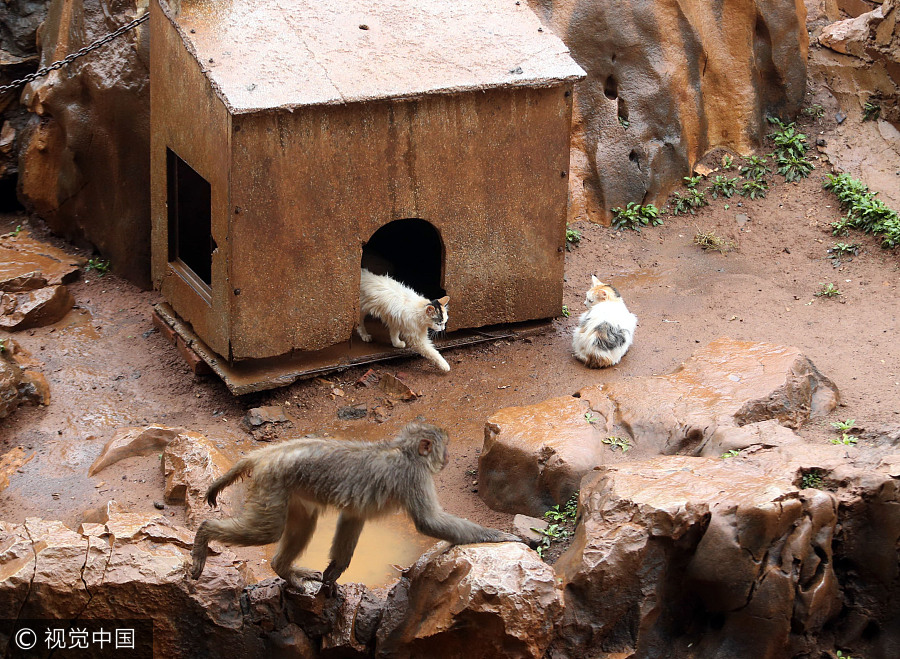 Cats help monkeys fend off rats in zoo