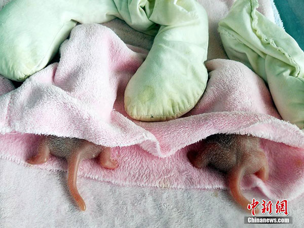 First pigeon pair panda this year born in Chengdu
