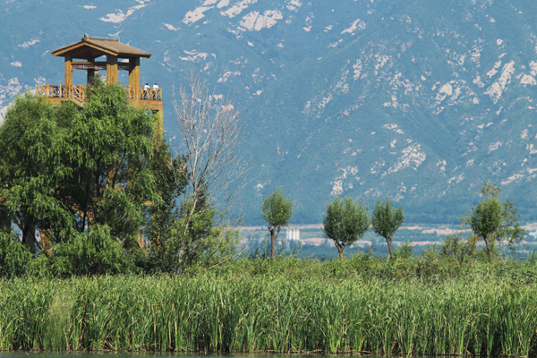 Beijing becomes greener, welcomes back wild birds