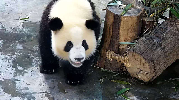 Panda celebrates 2nd birthday, beats disease