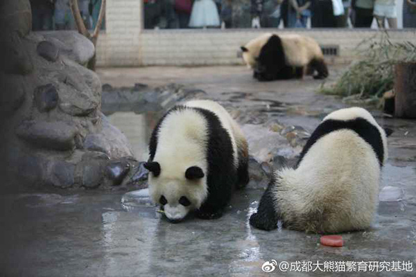 Panda celebrates 2nd birthday, beats disease