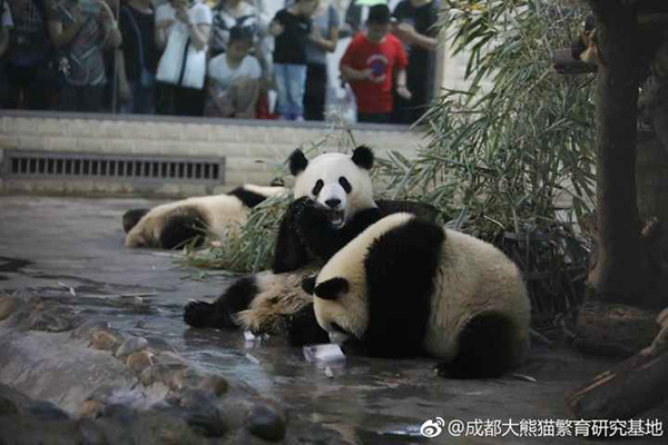 Panda celebrates 2nd birthday, beats disease