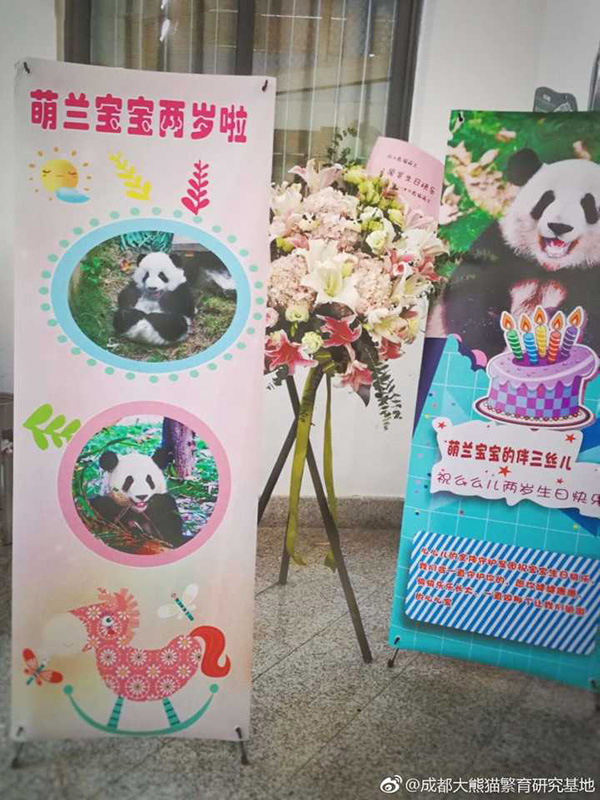 Panda celebrates 2nd birthday, beats disease