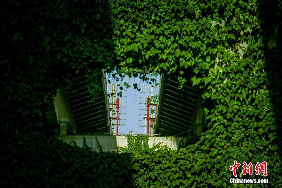 Green bridge a soothing sight in Chengdu