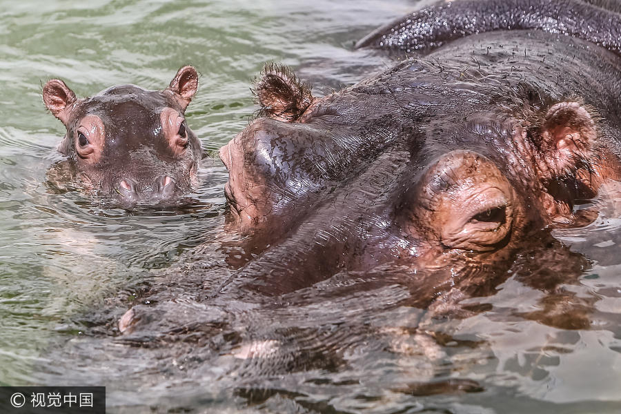 Zoo animals cool off in hot summer