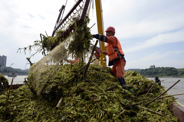 Invasive water lettuce clogging Yangtze