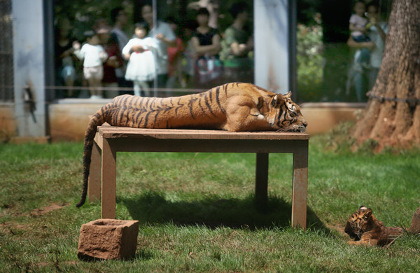 One tiger kills another at Kunming Zoo