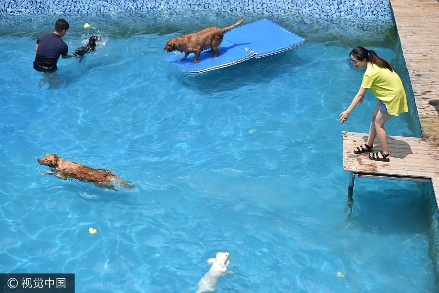 Man builds 2,000 square meters swimming pool for dogs