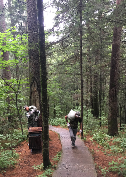 Protected red pine making comeback