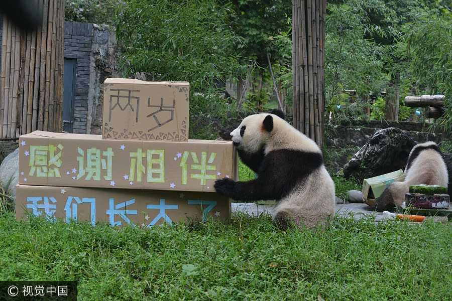 Panda twins turn two