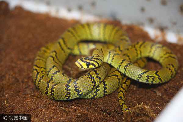Chinese scientists artificially hatch rare snakes