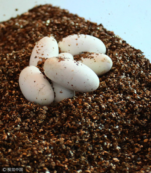 Chinese scientists artificially hatch rare snakes