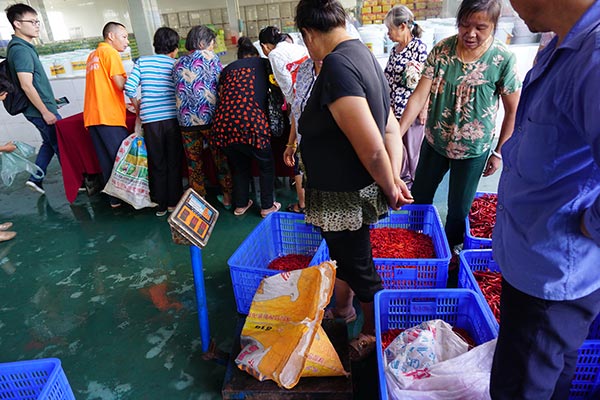 Hot pepper industry helps county out of poverty in Hunan