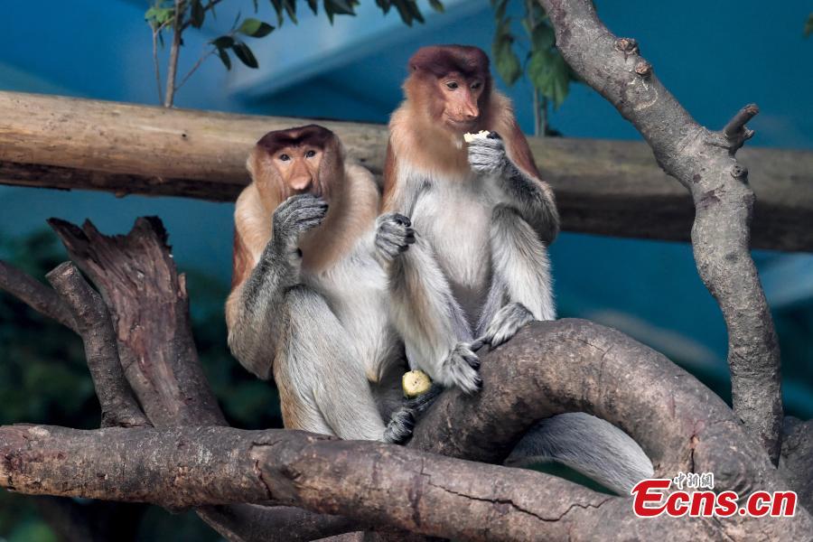 China imports long-nosed monkey from Indonesia