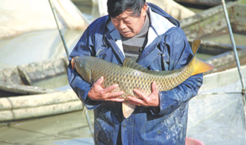 New carp species to extend scale of GM produce