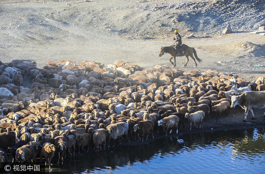 On the move: Kazak herdsmen head to winter pastures