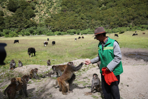 'Monkey king' pledges his life to macaques' welfare