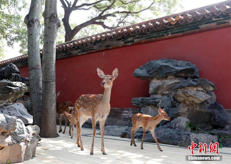 Sika deer to go on public display in Beijing's Palace Museum