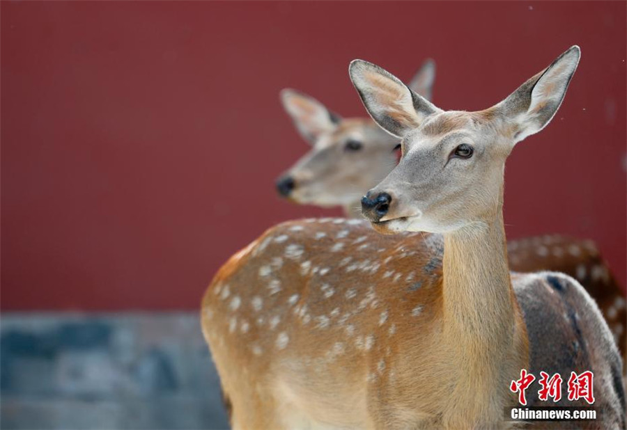 Sika deer to go on public display in Beijing's Palace Museum