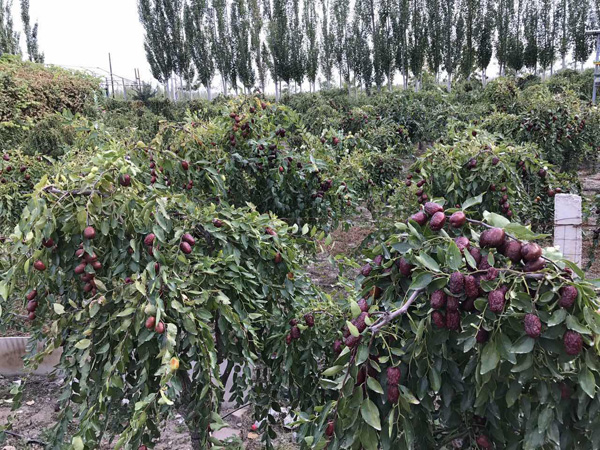 Fruit trees turn wasteland to farmland in Aksu