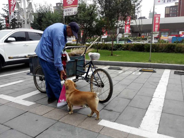 Dog helps man clean streets, collect rubbish