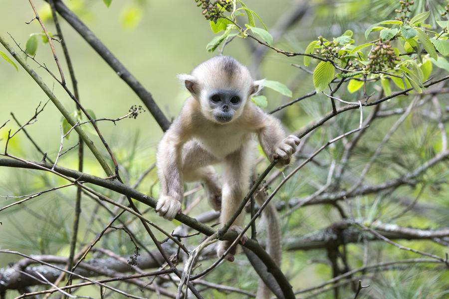 China's national parks: Natural, scenic and wild