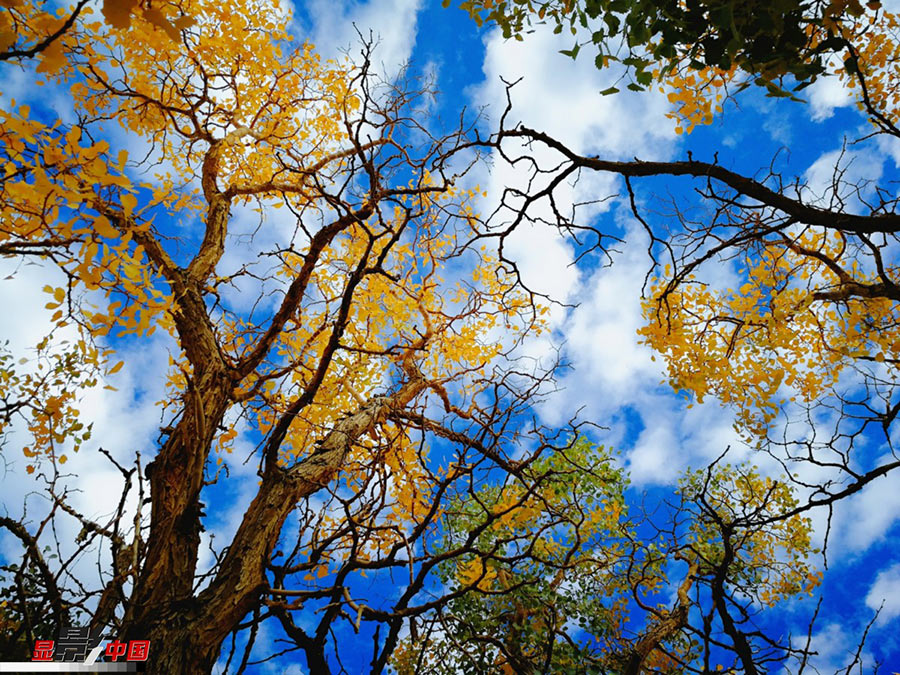 Holiday season: Colorful autumn scenery across China