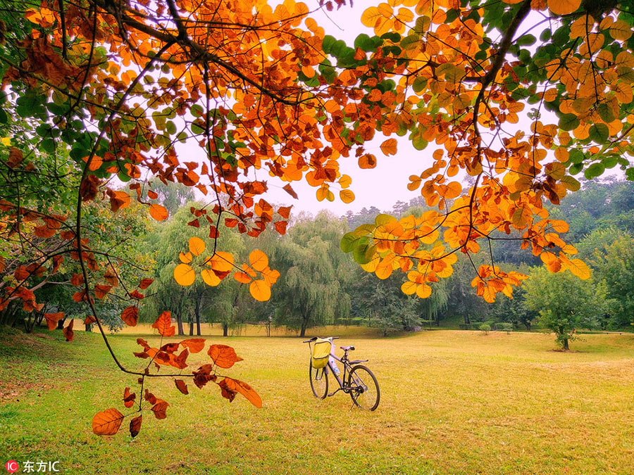 Holiday season: Colorful autumn scenery across China