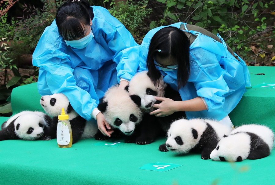 11 giant pandas take first baby step in public