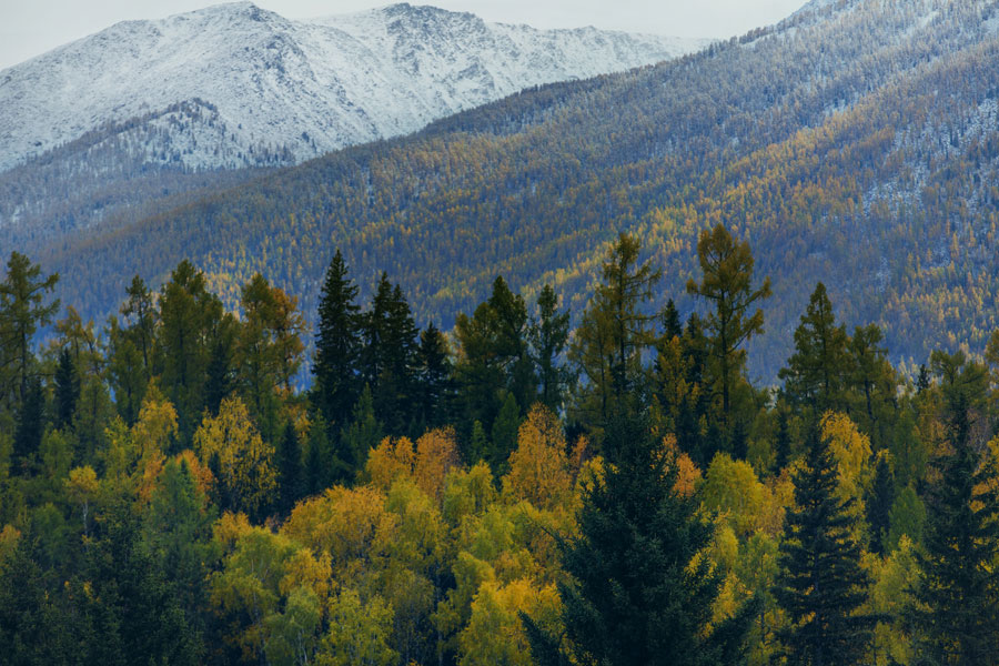 Bathed in blue and gold: Stunning autumn scenes in Xinjiang