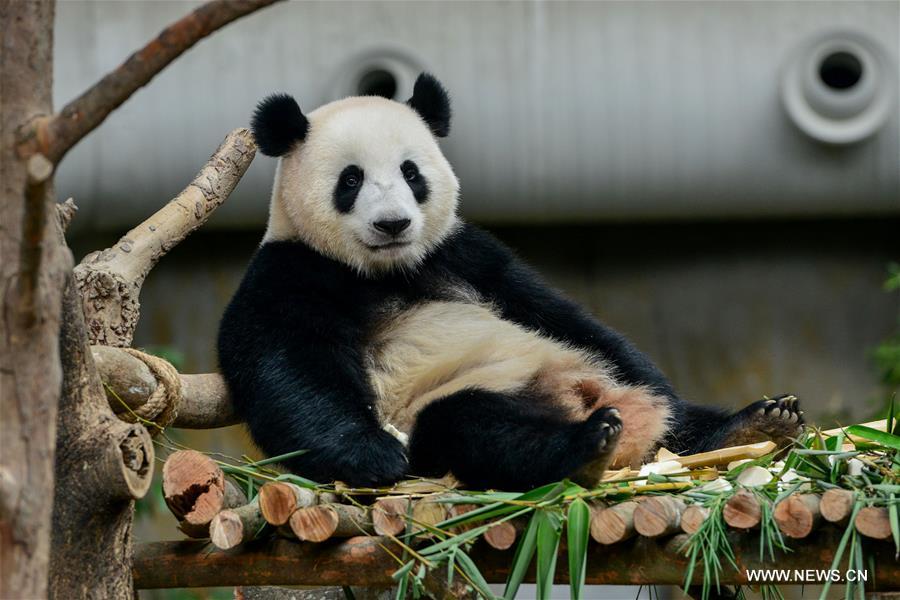 Malaysia-born panda cub to head back to China