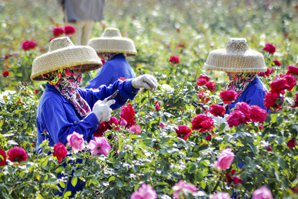 Everything's coming up roses in Sanya