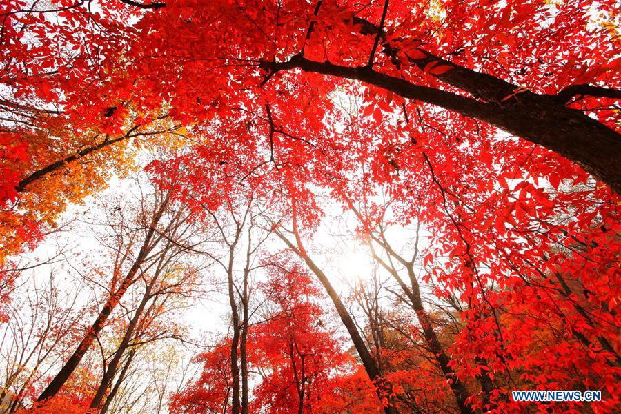 In pics: autumn scenery across the country